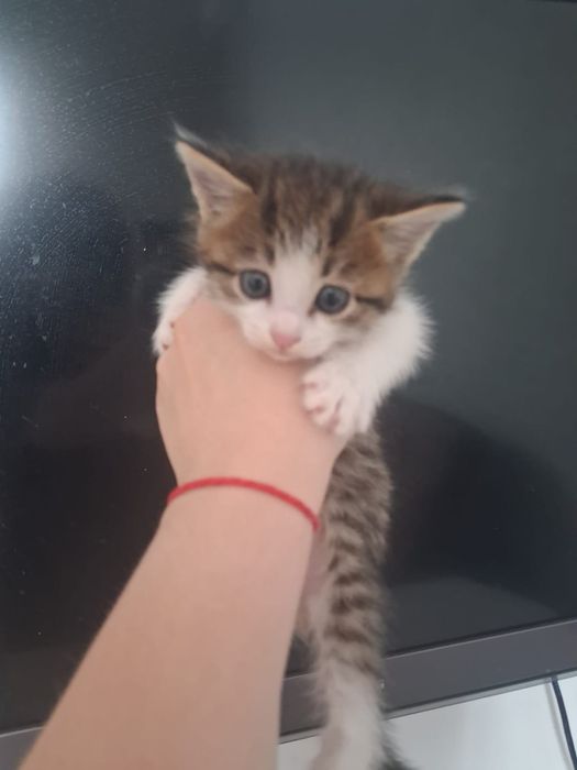 Котята от мамы мышеловки
