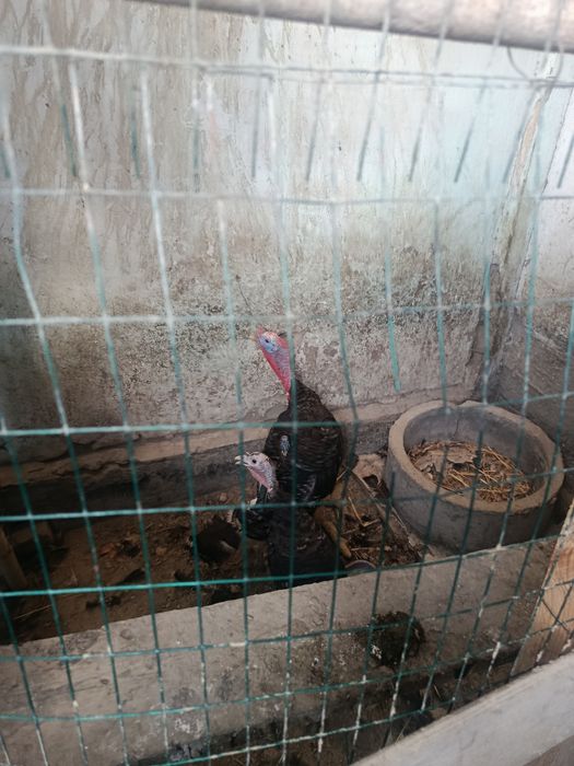 Induklar sotiladi Er va Hotin Narhi kelishiladi