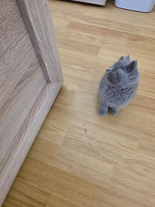 Vând pisicuțe British