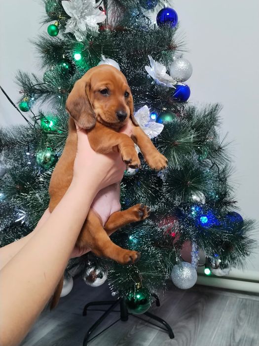 Щенки Таксы девочки