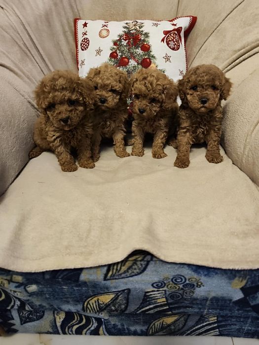 Toy puddle (6 кученца)