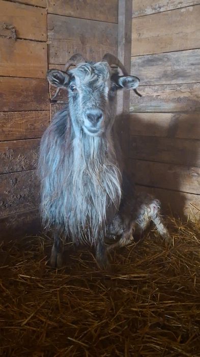 Capră carpatină cu ied(junică)