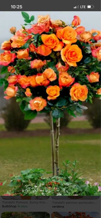 Vand trandafiri pomisor