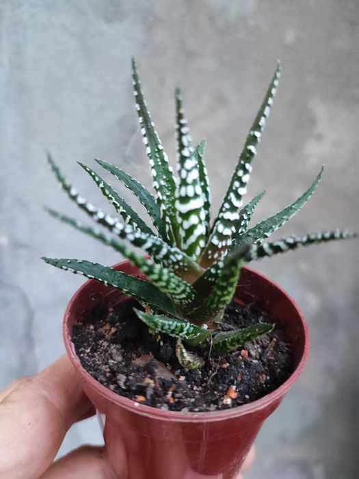 хавортия  и другие суккуленты