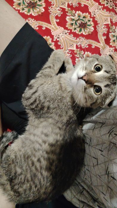 Небольшой кот с возрастом пол года