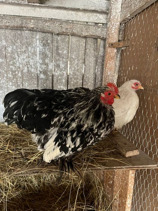 Vând cochinchina pitic