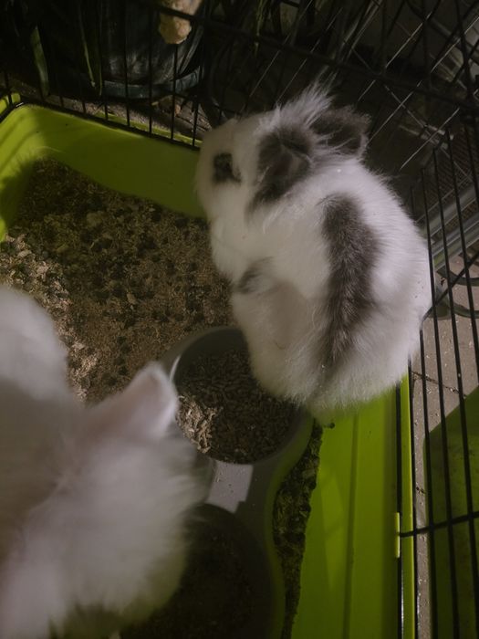 Vând 2 iepuri cap de leu pitic masculi în vârstă de 4 luni