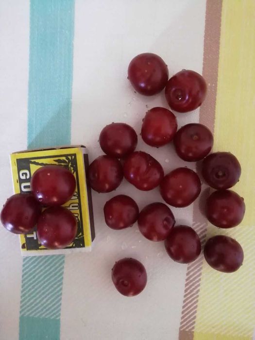 Саженцы гранат, кампсис.инжир черный, вишня крупная