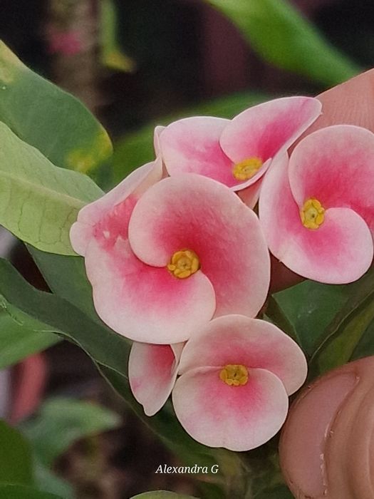 Молочай миля город Абай