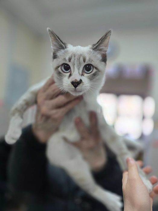 Котёнок ищет семью!