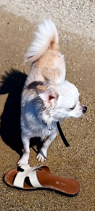 Чихуахуа ищет подружку