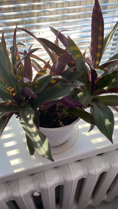 Продам милые комнатные цветочки