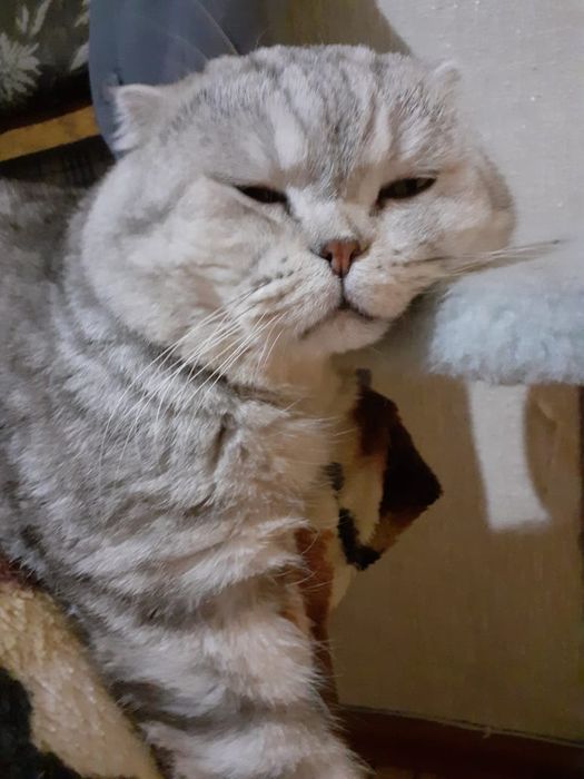 Скоттиш фолд. Кот. Вязка.