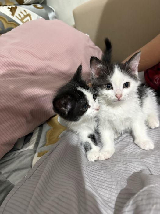 Котята 2 месяца, мальчики