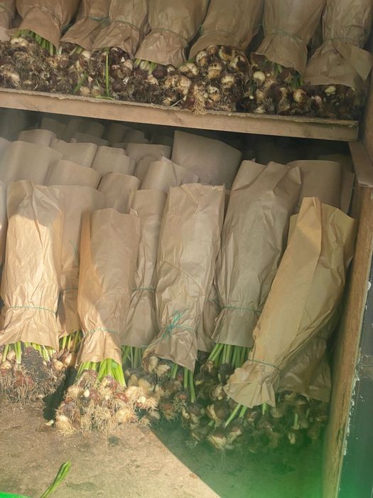 Предзаказ тюльпанов