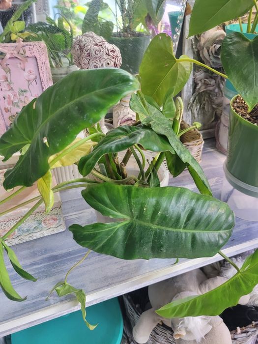 Филодендрон Парасио Верде черенки укоренённые продам