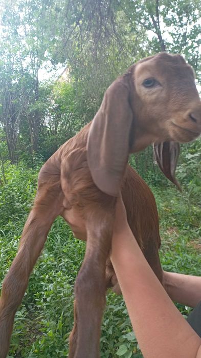 Продам козлёнка биталокамор