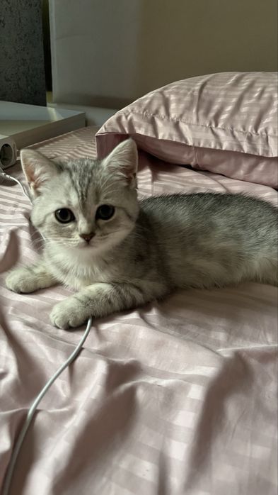 Шотландские котята