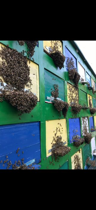 Vând 100 de familii de albine