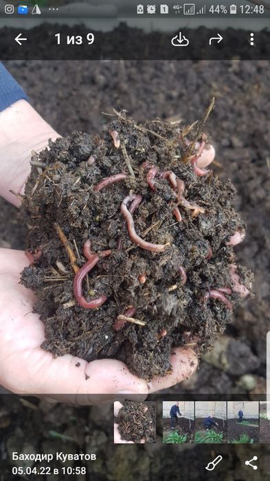 Чувалчанглар ва биогомус Сотилади