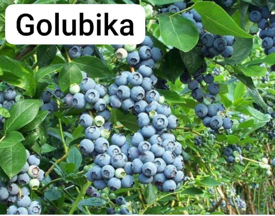 Banan kivi galubika avakado mango zaytun arbuts kadsura