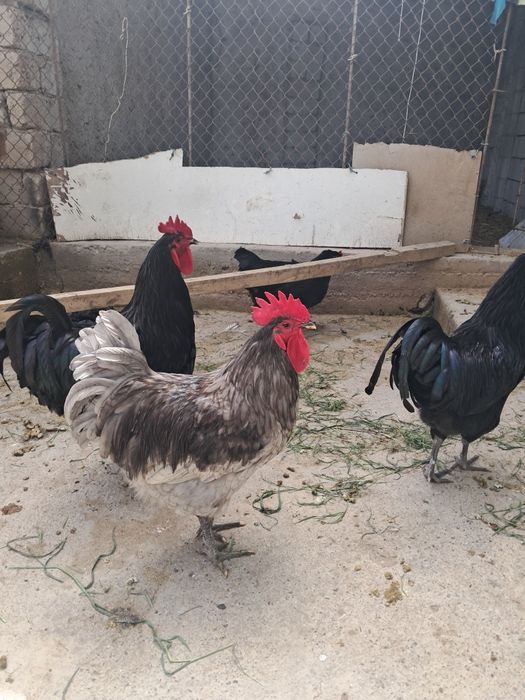 Dakan tuxum va jujalari