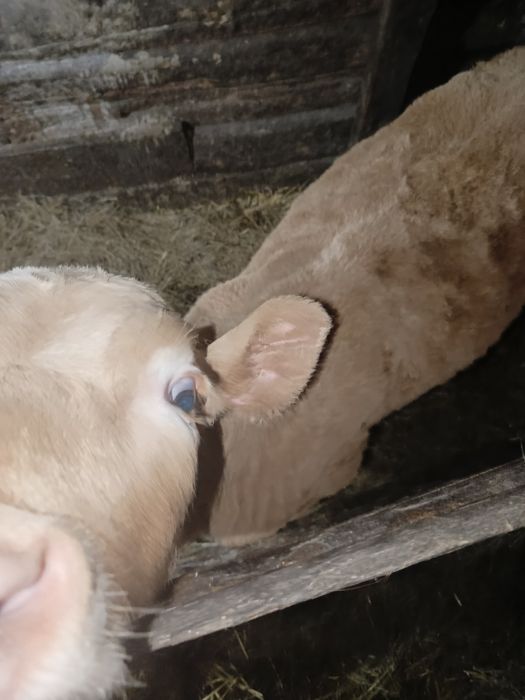 Продается бычек 2 месяца