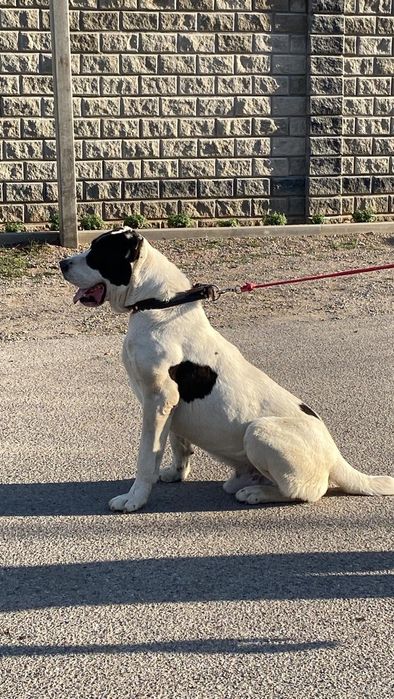 Продам щенка алабая девочка