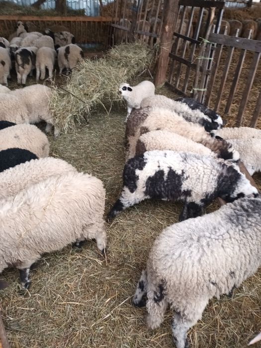 Vând oi cu miei și de a fata