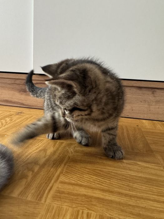 Котята породистые