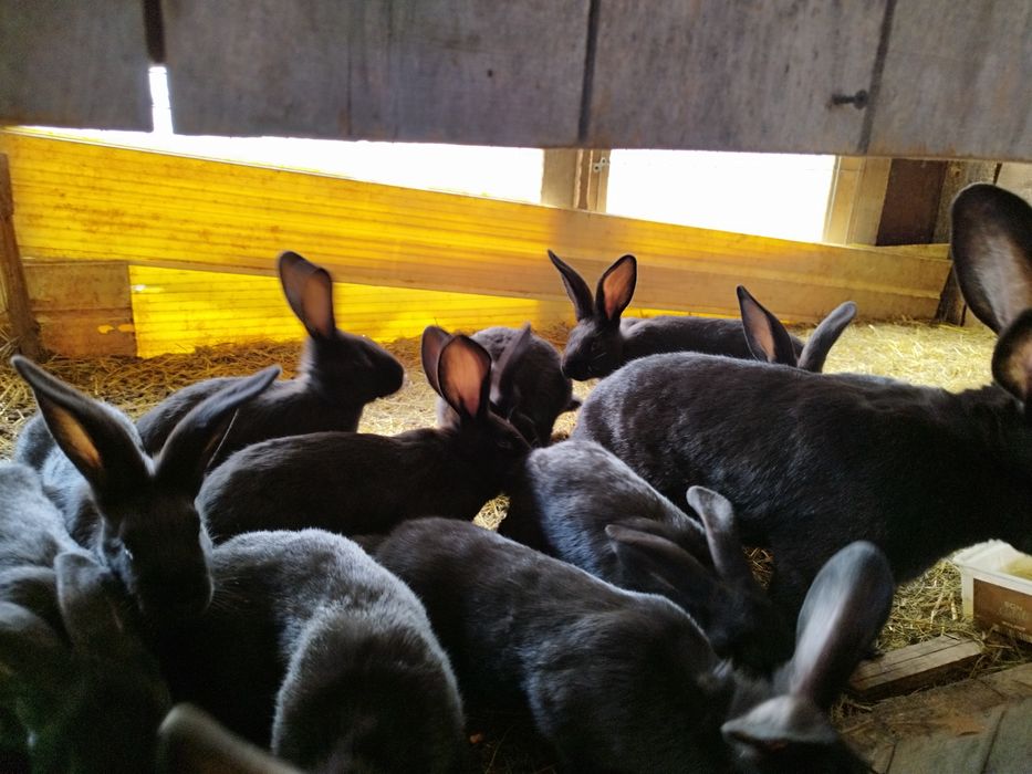 Familie de iepure de vânzare