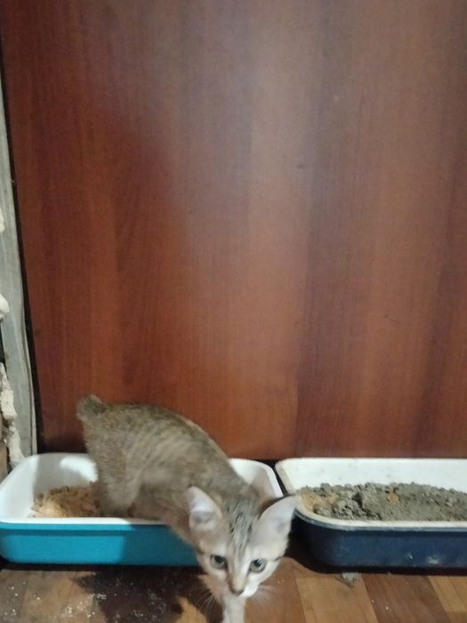 Отдам даром котят