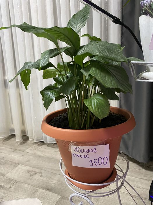 Комнатные растения