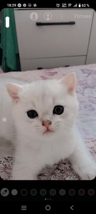 Продаеться серебристая шиншилла