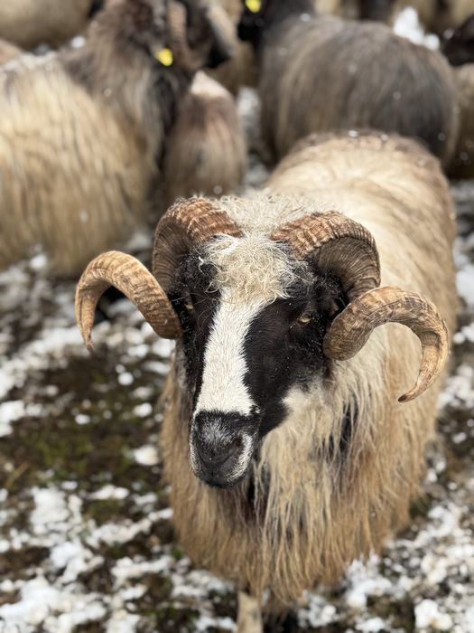 Vand berbeci sau schimb