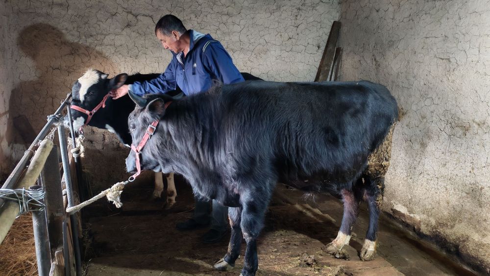 Бука сотилади 2 та