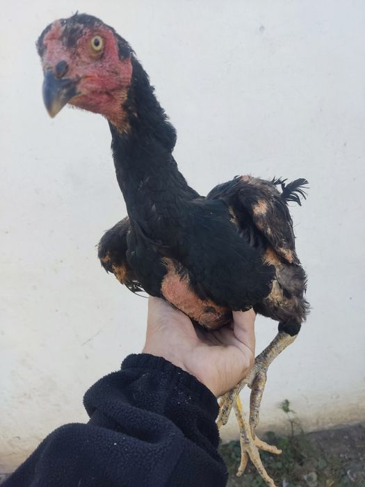 Продам дакан курицу