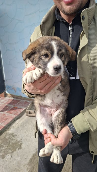 Домашние собаки на продажу