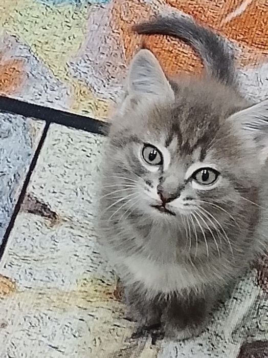 Отдам в добрые руки котёнка мальчик