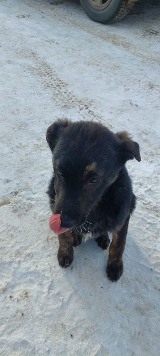 Отдам щенков в добрые руки.