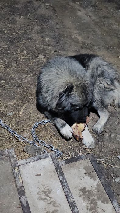 Продам  кавказкая  авчарка