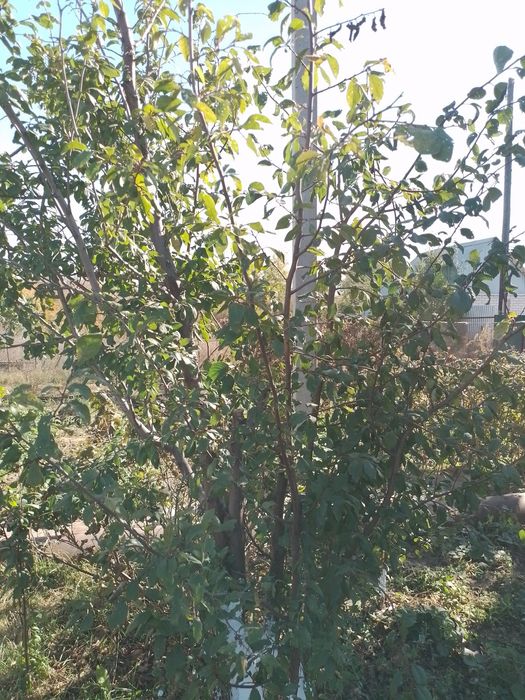 Продам дачу в городе