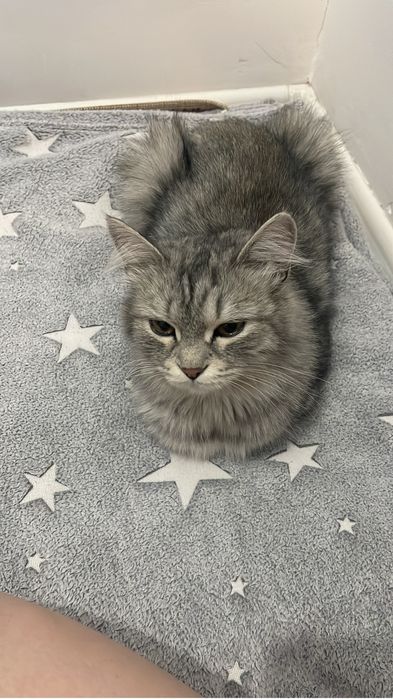 кошка Сибирская
