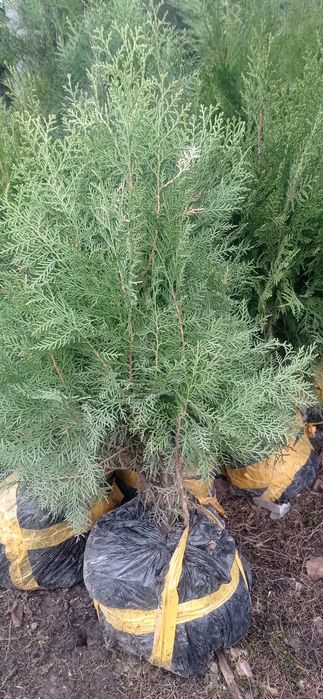 Туя, можжевельник