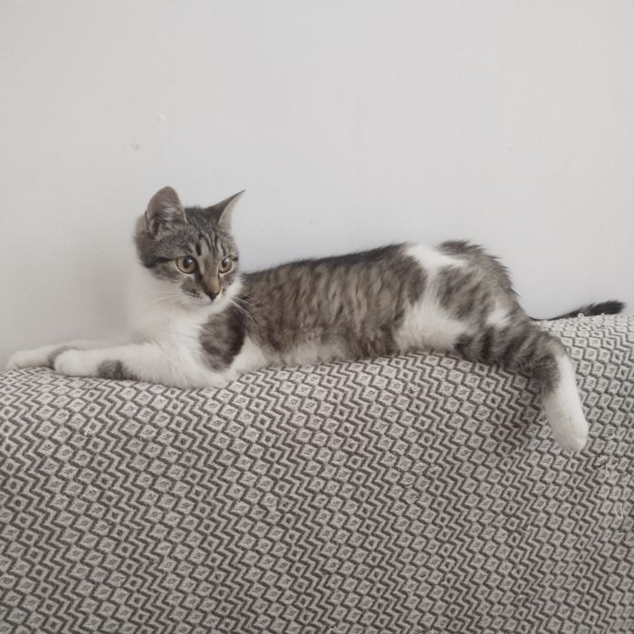 Котёнок в надёжные руки