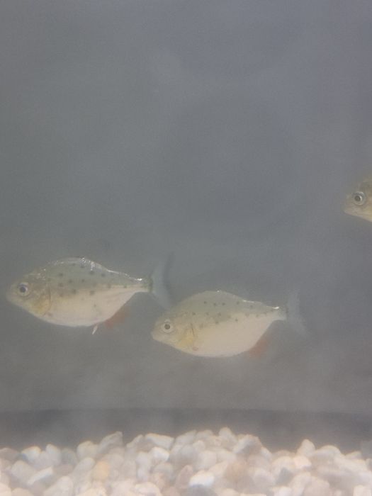 Pesti piranha pui