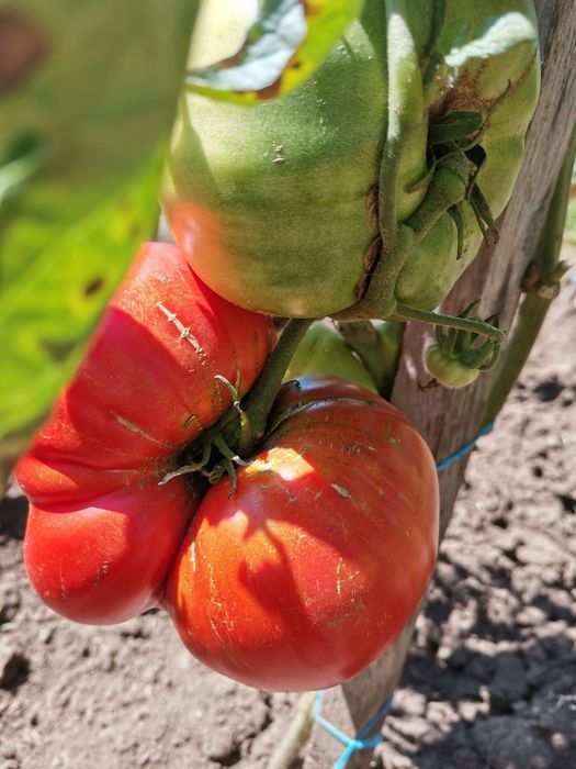 Suc de roșii, natural, de casă