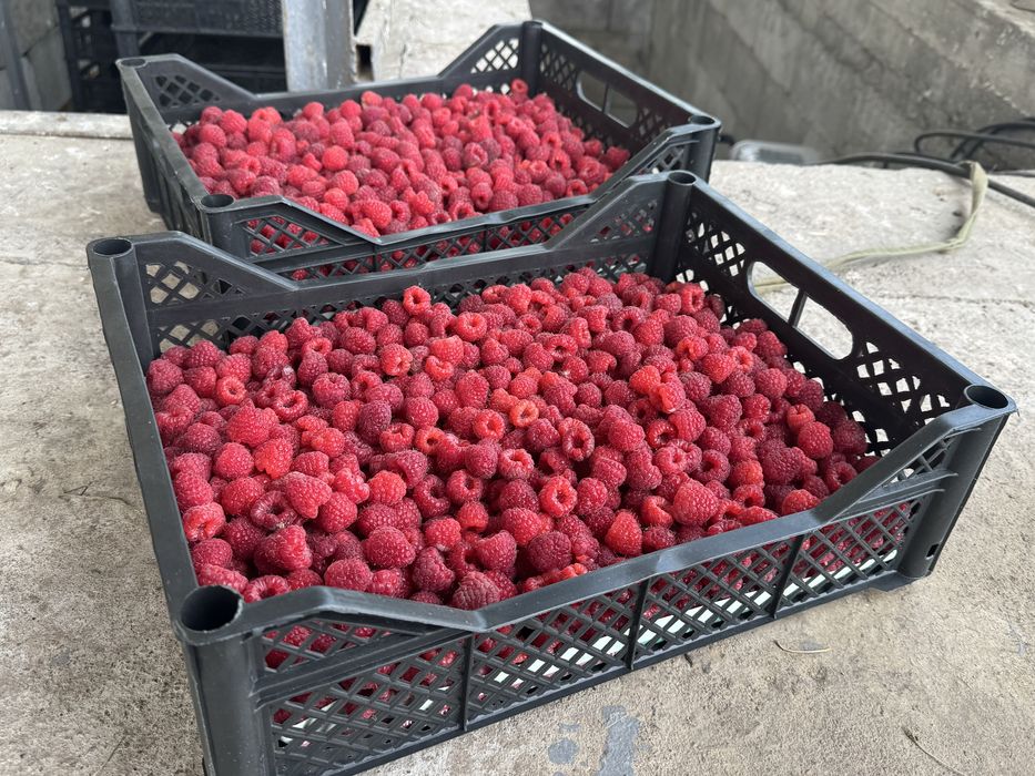 Малина сорт Полана