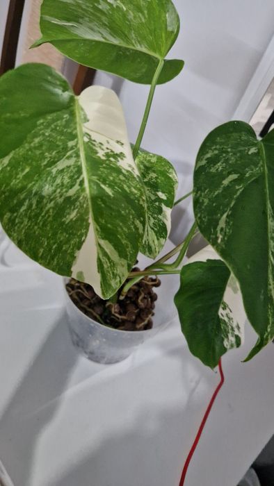 Монстера альба черенки с корнями