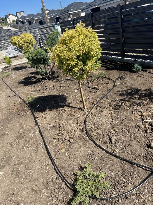 Ofer servicii Gradinarit